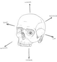 Anthro-skull